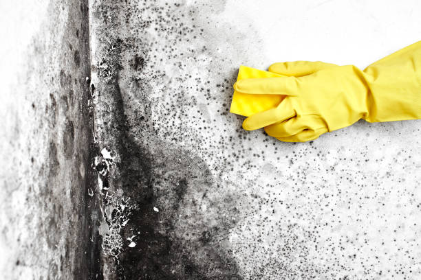 Best Office Mold Removal Services  in Tarboro, NC