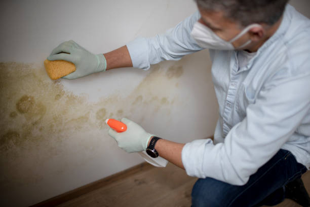 Crawl Space Mold Removal in Tarboro, NC