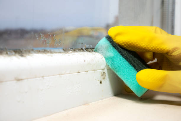 Best Professional Mold Removal  in Tarboro, NC