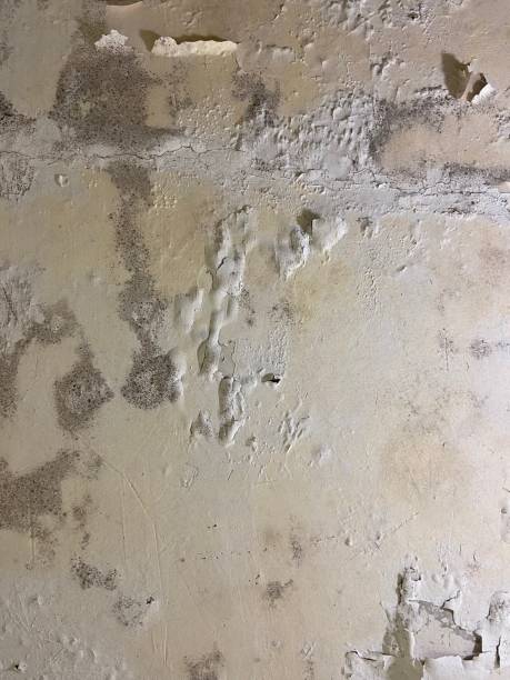 Best Black Mold Removal  in Tarboro, NC