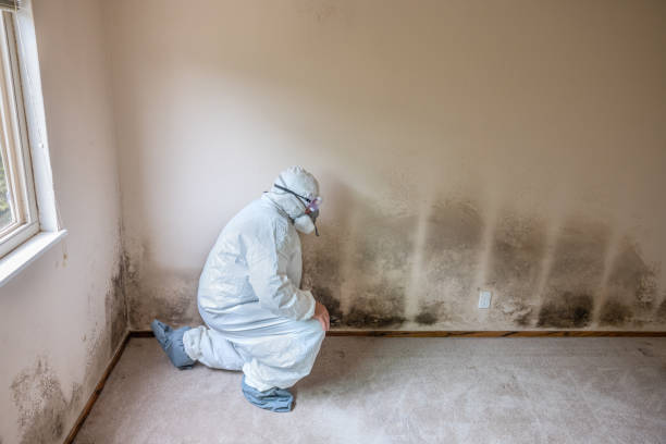 Reliable Tarboro, NC Mold Removal Solutions