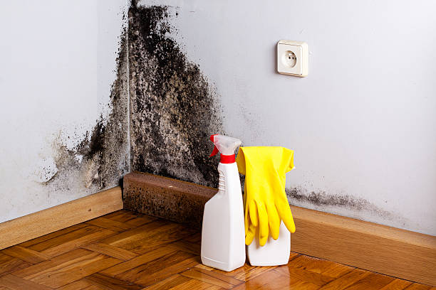 Best Professional Mold Removal  in Tarboro, NC